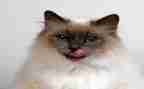 写小猫300字作文6篇