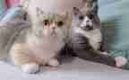 猫老师和学生作文8篇