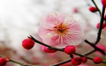 梅花教学反思7篇