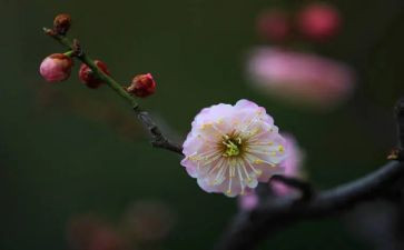 梅花颂教学反思8篇