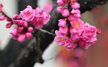 《梅花魂》教学反思7篇
