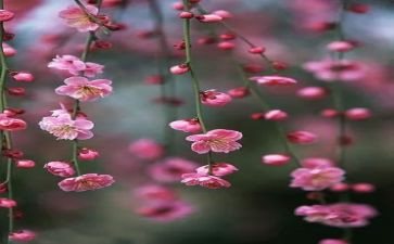 幼儿园中班《梅花》教案6篇