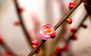 梅花岛教学反思7篇
