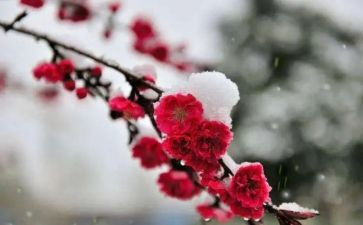 梅花诗读后感8篇