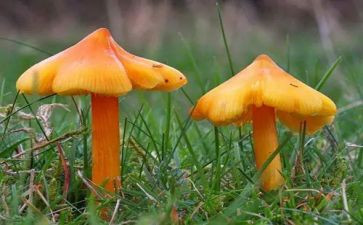 《小蘑菇》作文通用8篇