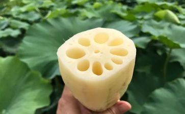 莲与藕教案反思推荐6篇