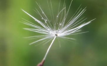 蒲公英的约定作文推荐6篇