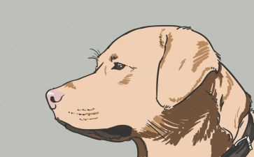 犬训练心得体会通用7篇