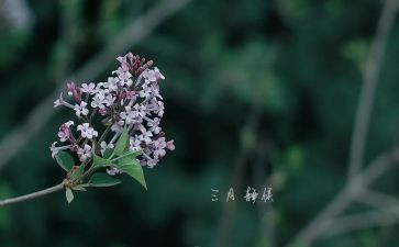 中班三月份月工作总结最新6篇