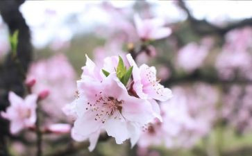 三月的节日演讲稿5篇