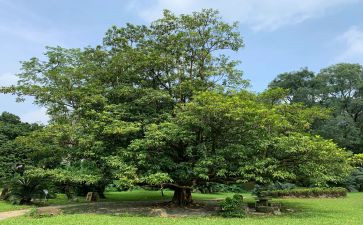 植树问题教学反思6篇