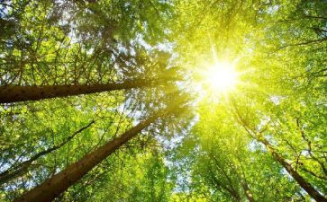大班语言太阳教案5篇