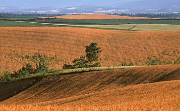 田里的守望者读后感优质6篇