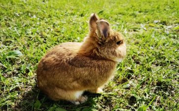 小兔子的教案模板6篇