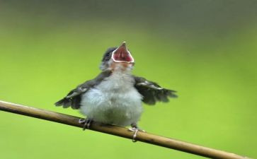 幼儿小鸟教案7篇