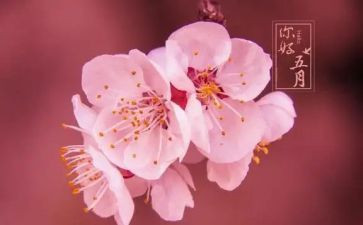 五月主题活动方案7篇
