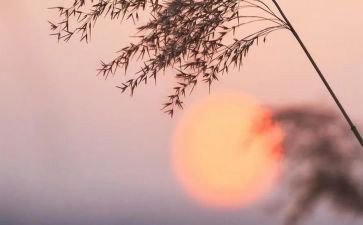骆驼祥子买骆驼读后感300字推荐7篇