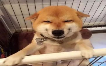 成功的笑500字作文7篇