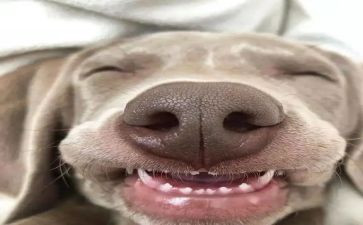 微笑500字优秀作文5篇