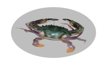 螃蟹的奇遇记教案5篇