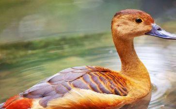 烤鸭店活动方案5篇