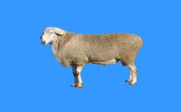 亡羊补牢,的读后感优质6篇