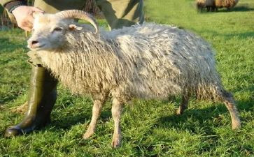 羊皮卷读后感通用5篇