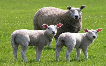 羊皮卷读后感7篇