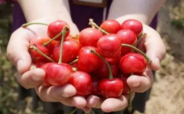 小樱桃的病读后感6篇