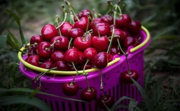 樱桃雨读后感5篇