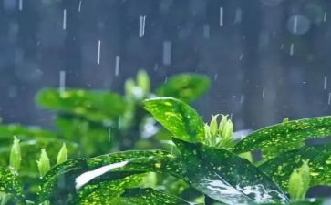 关于雨演讲稿优质5篇