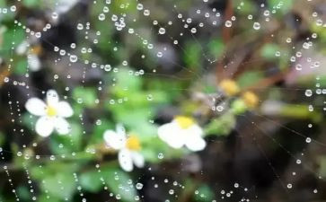 描写秋雨的作文8篇
