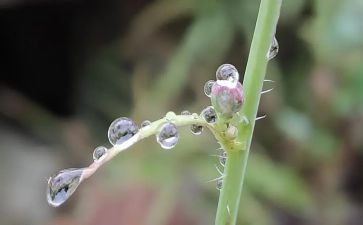 描写雨的小学生作文6篇