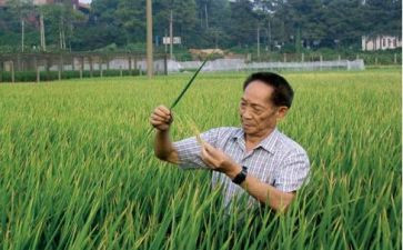 致敬英雄袁隆平作文6篇