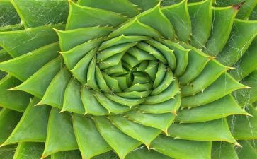 植物300字作文参考5篇