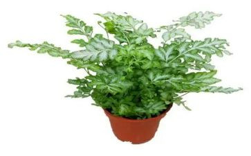 植植物作文参考7篇
