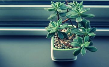 小学生描写植物作文推荐7篇