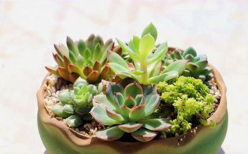植物墙教学反思8篇