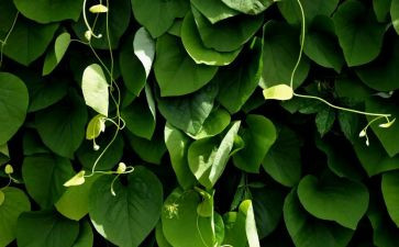 养植物活动策划7篇