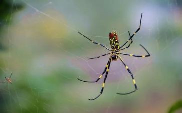 抓蜘蛛作文600字最新5篇