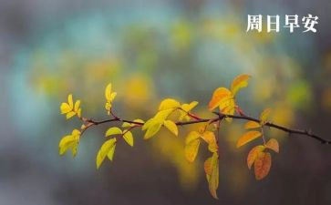 我的下周末作文8篇