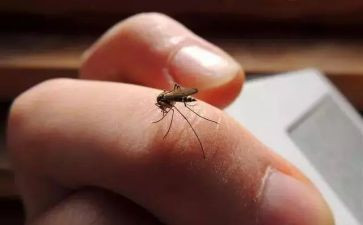 音乐拍蚊子教案6篇